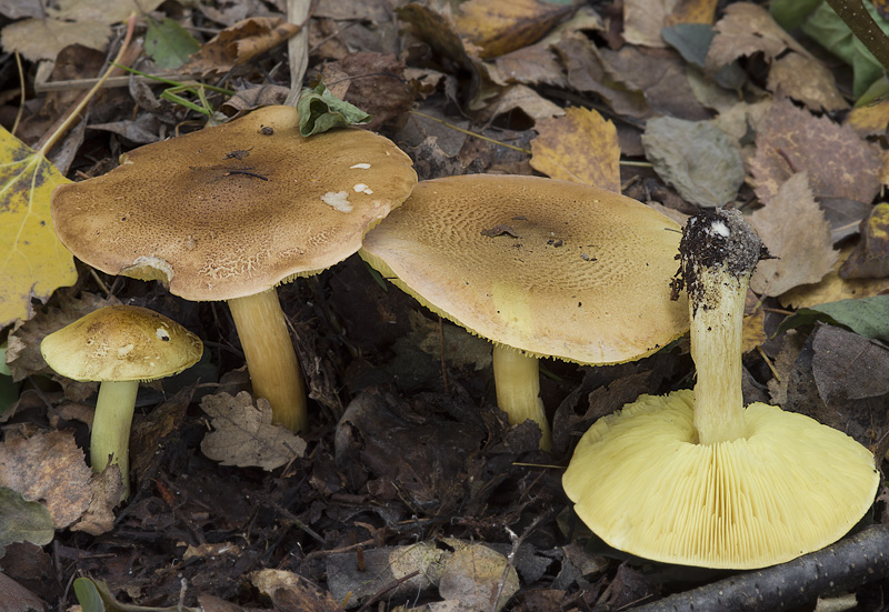 Tricholoma frondosae